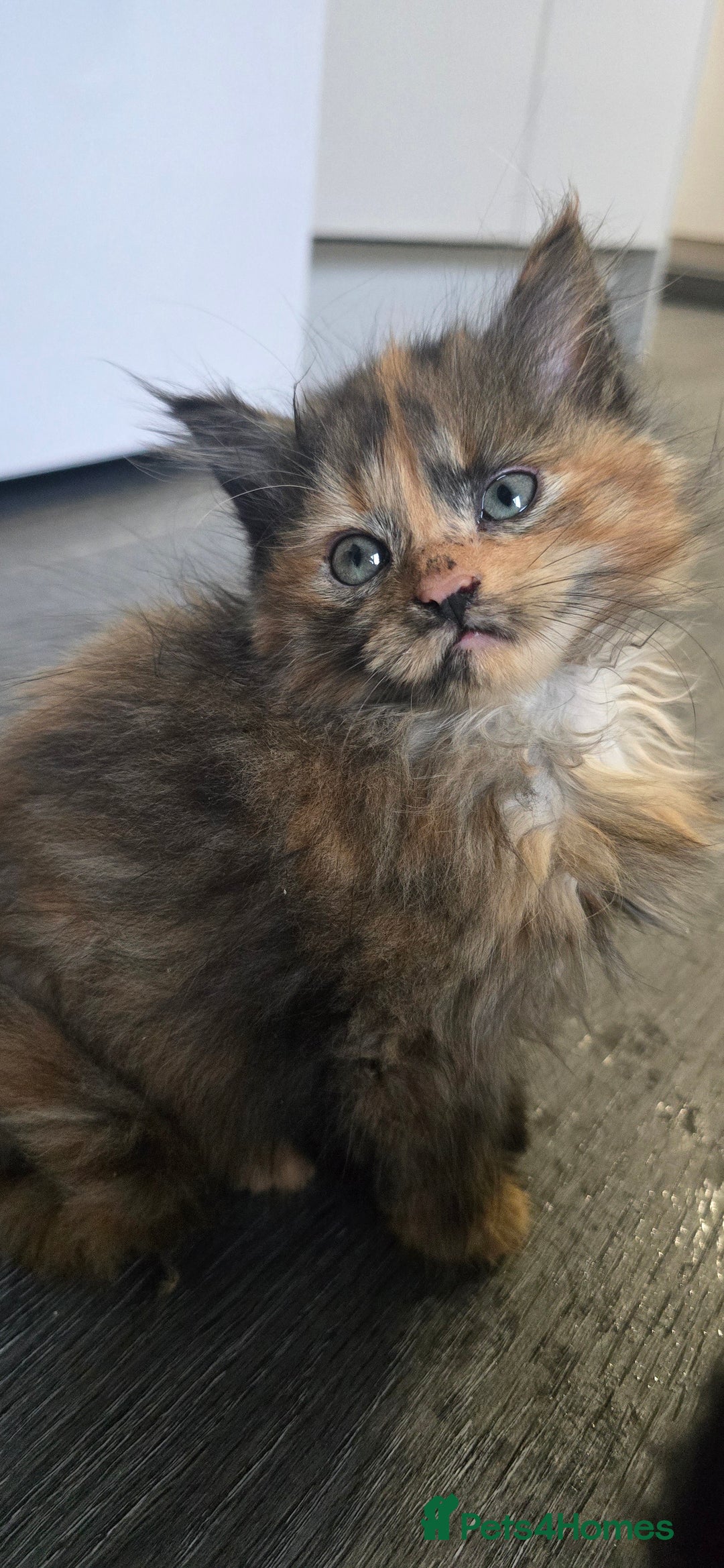 LaPerm cats for sale: 8 Laperm mix kittens, curly & long-haired - Advert 6