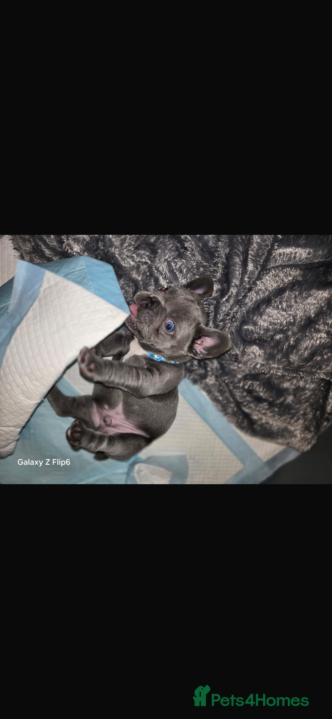 French Bulldog dogs for sale: French bulldog puppies - Image 8