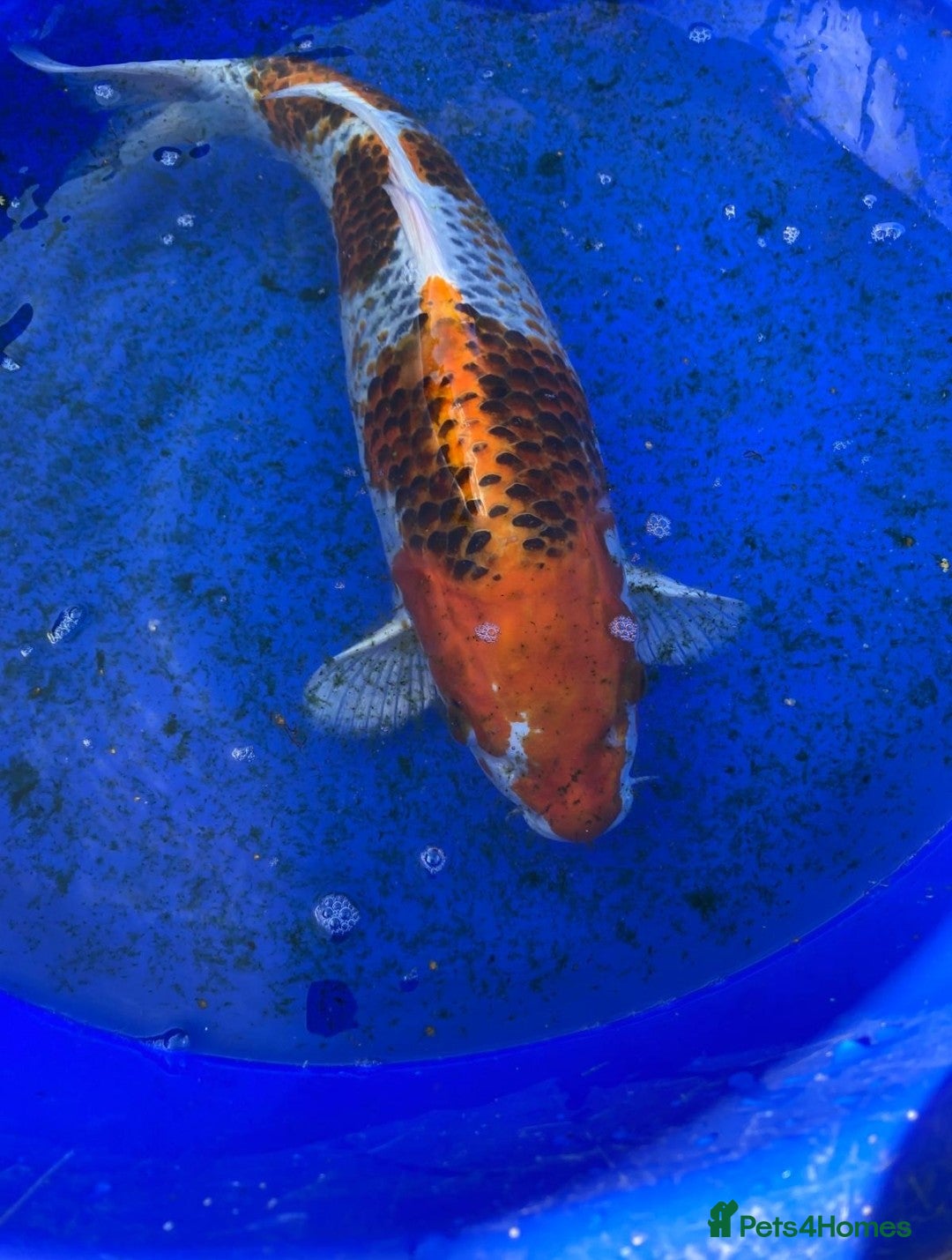 Koi Carp fish for sale: Koi fish - Image 13