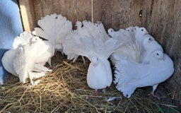 Pigeons birds for sale: PURE WHITE FANTAIL *PERMANENTLY ERECTED TAILS* - Image 2