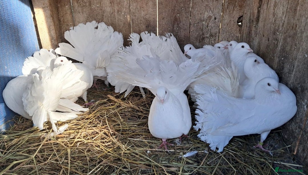 Pigeons birds for sale: PURE WHITE FANTAIL *PERMANENTLY ERECTED TAILS* - Image 2