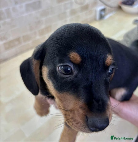 Dachshund dogs - Advert 1