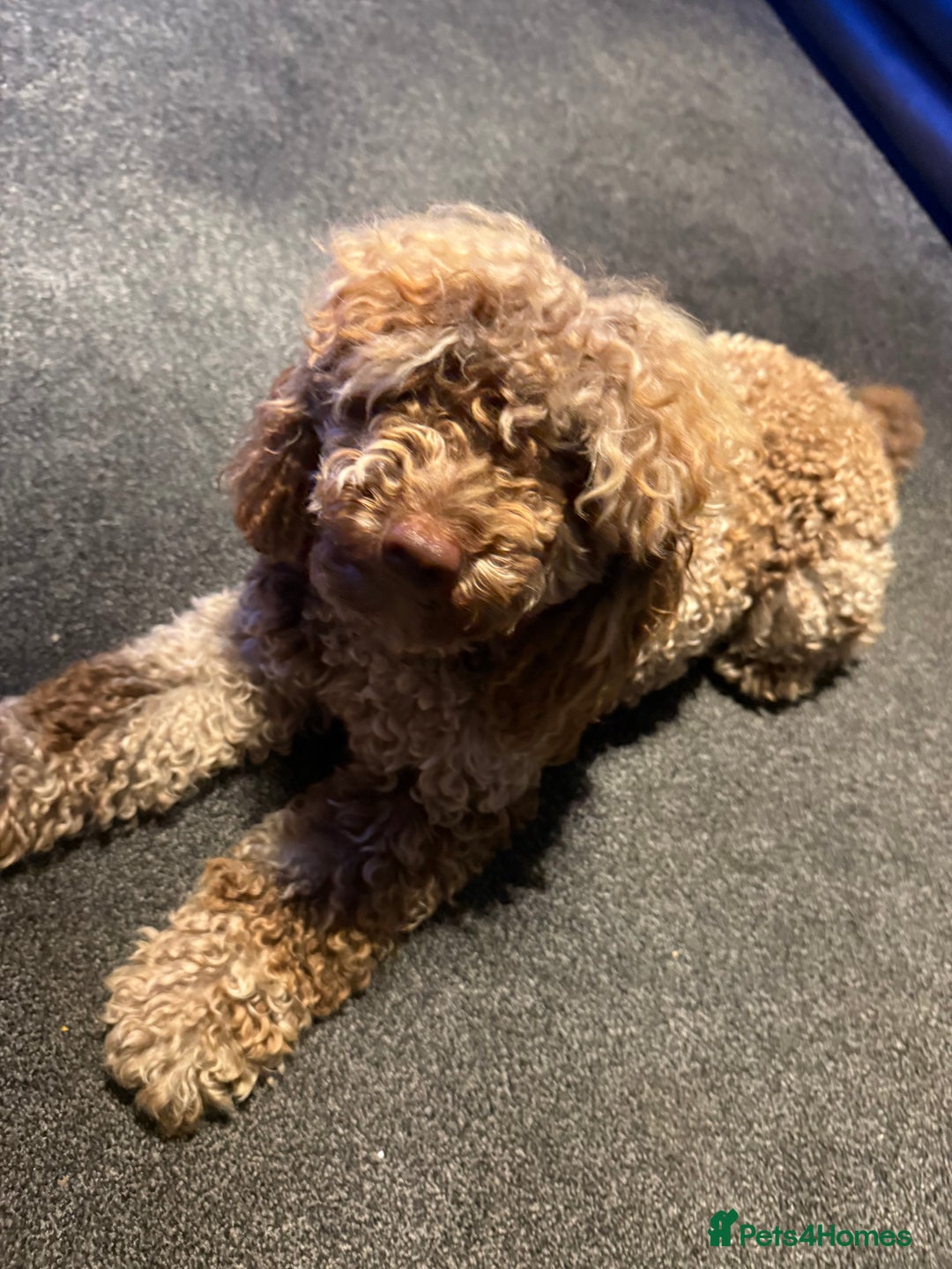 Toy Poodle dogs for stud: Chocolate Merle Toy Poodle at stud  - Image 7