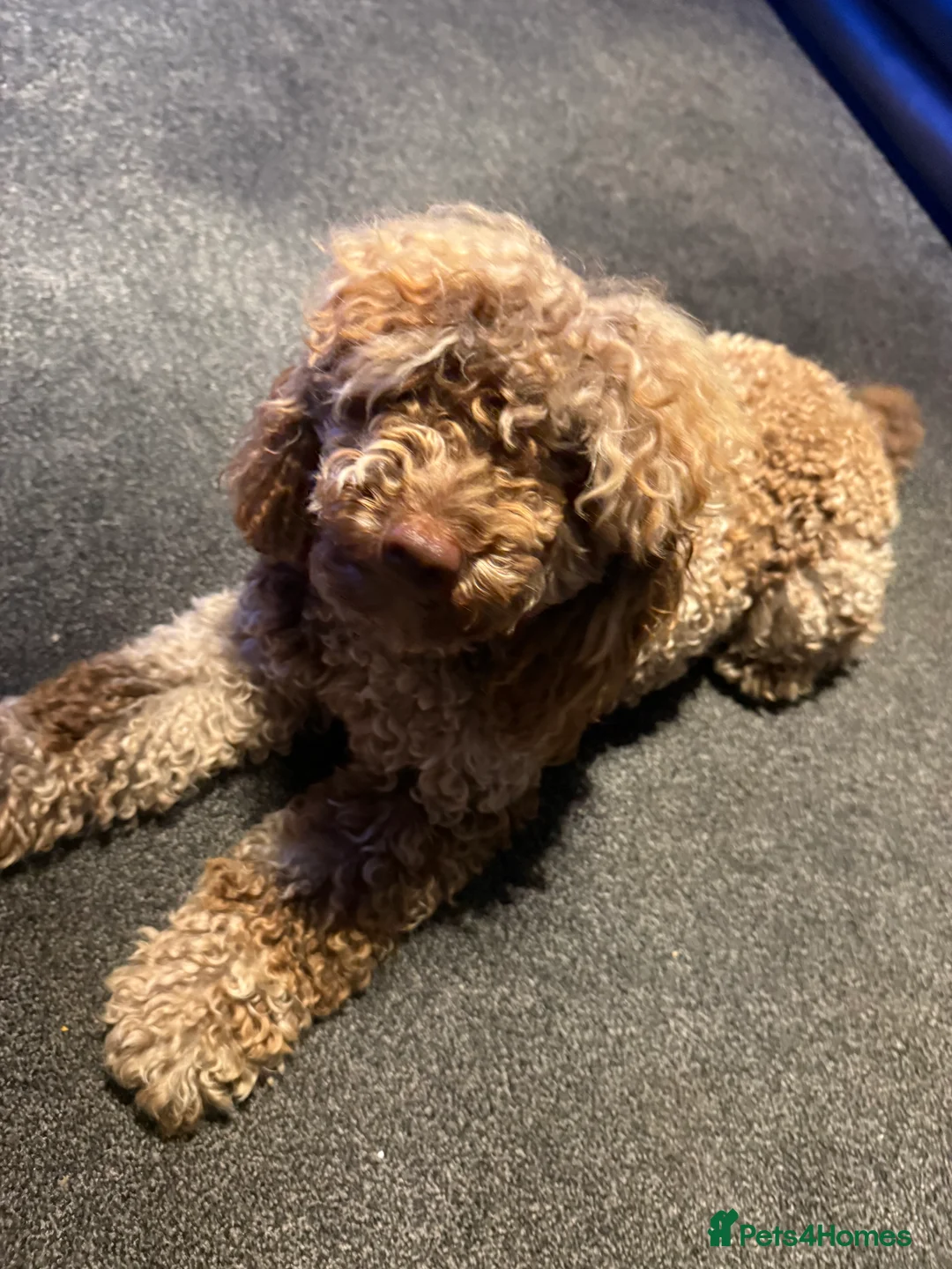 Toy Poodle dogs for stud: Chocolate Merle Toy tri gene stud  - Advert 7