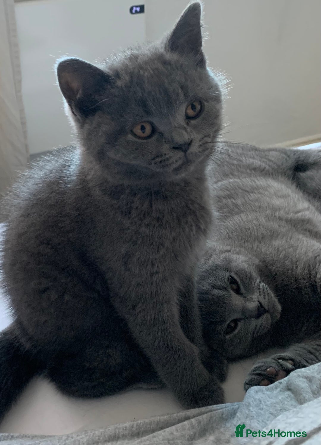 British Shorthair cats for sale: British Shorthair Blue Kittens 💛 Raised with Love - Advert 14
