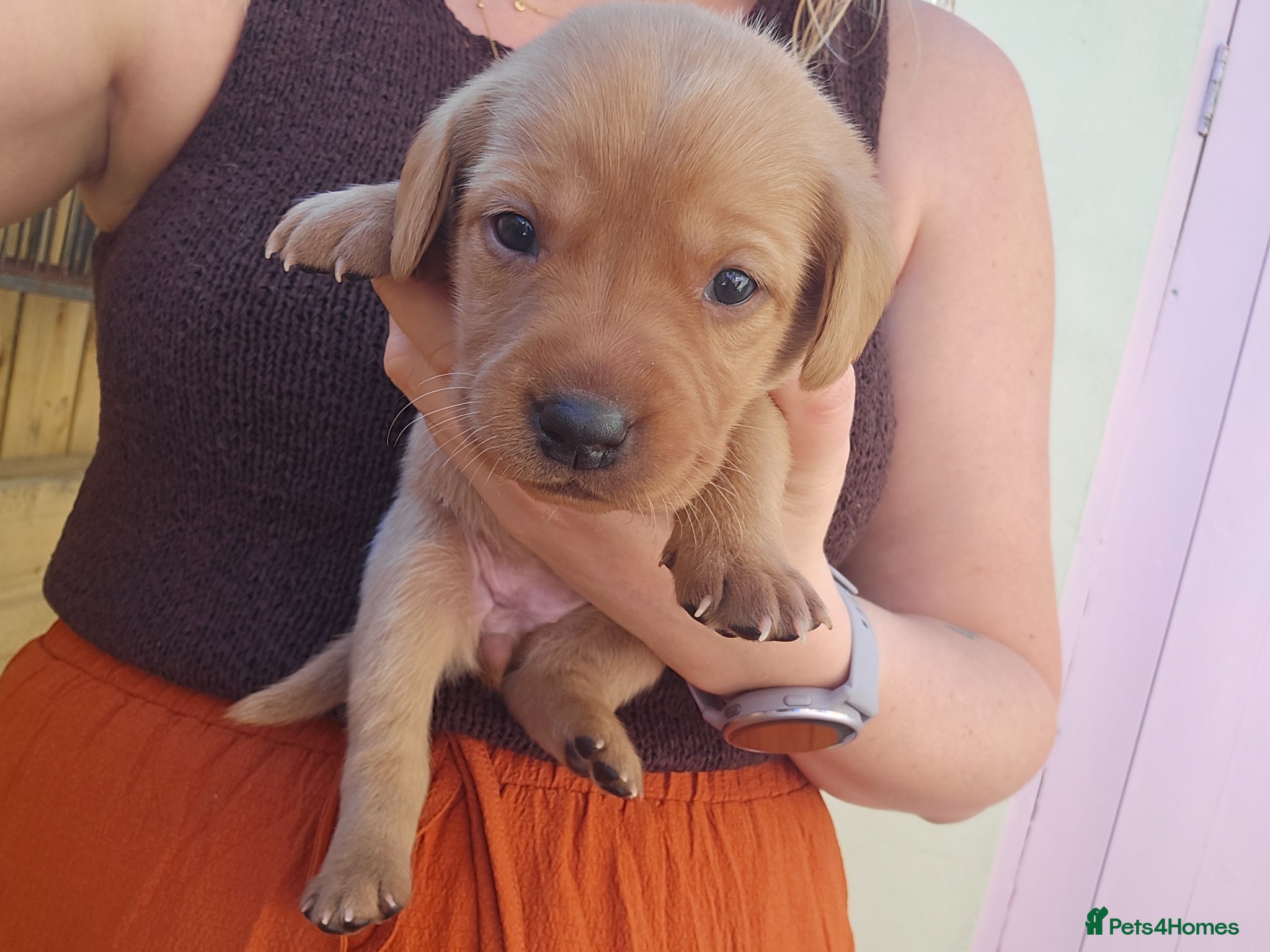 Labrador Retriever dogs KC Registered Fox Red Labrador  - Advert 18