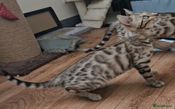 Bengal cats for sale: 13 week old Tica Registered Female Bengal Kitten in Falmouth - Image 12