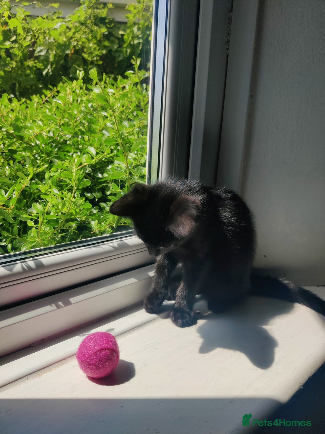 British Shorthair cats for sale: Lucky Black Cats 3 Male Kittens British Short Hair in Coalville - Image 6