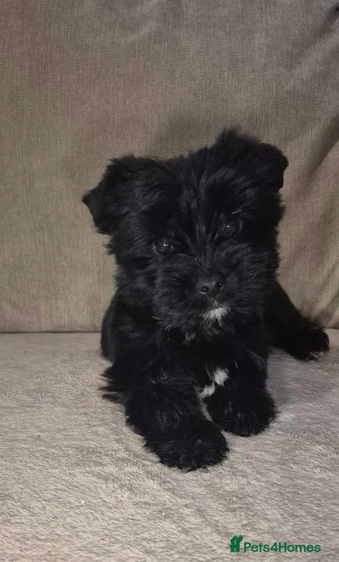 Yorkshire Terrier dogs for sale: Black yorkshire-terrier female  - Advert 3