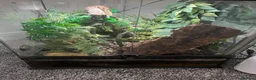 Gecko reptiles for sale: Tokay gecko full setup  in Bishop Auckland - Advert 3
