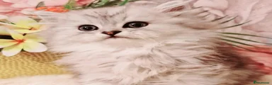 Persian 5