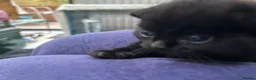Scottish Fold cats for sale: Scottish Fold Black Girl  - Advert 7