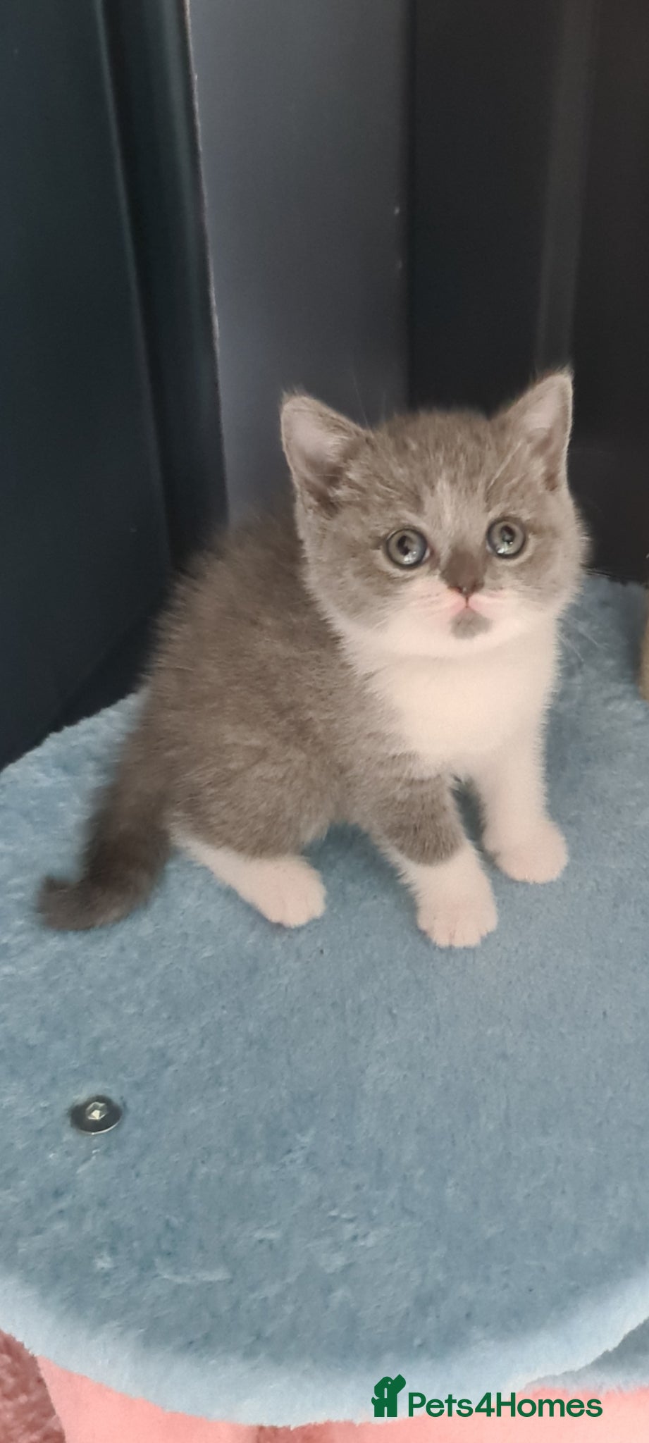 British Shorthair cats British Shorthair kittens  - Advert 1