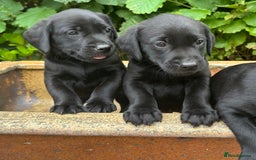 Labrador Retriever dogs for sale: Litter of Labrador Retrievers in Northallerton - Image 2