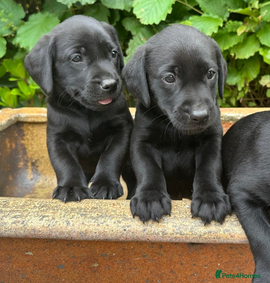Labrador Retriever dogs for sale: Litter of Labrador Retrievers in Northallerton - Image 2