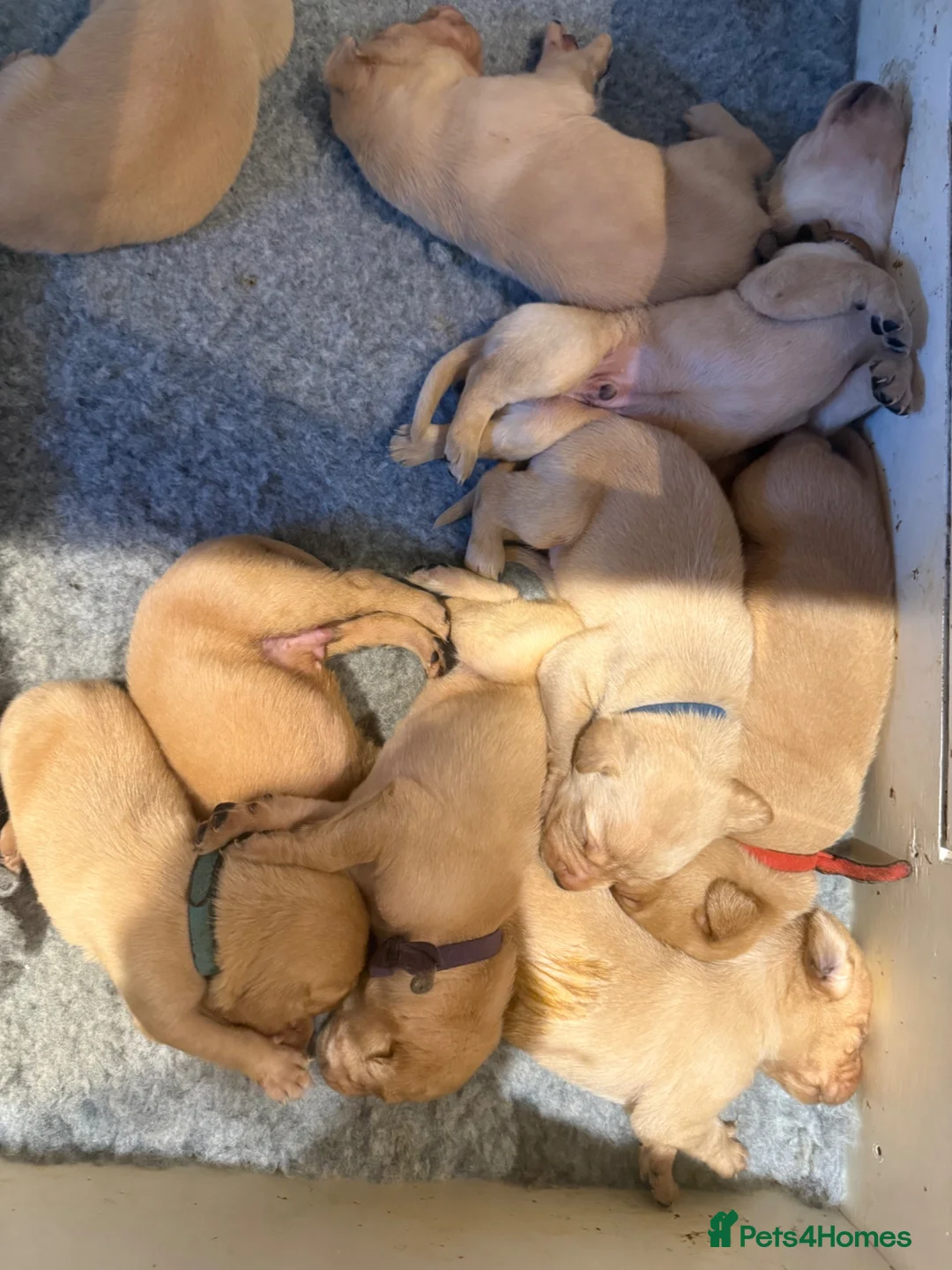 Labrador Retriever dogs for sale: Fox Red KC Labrador Puppies - Advert 2