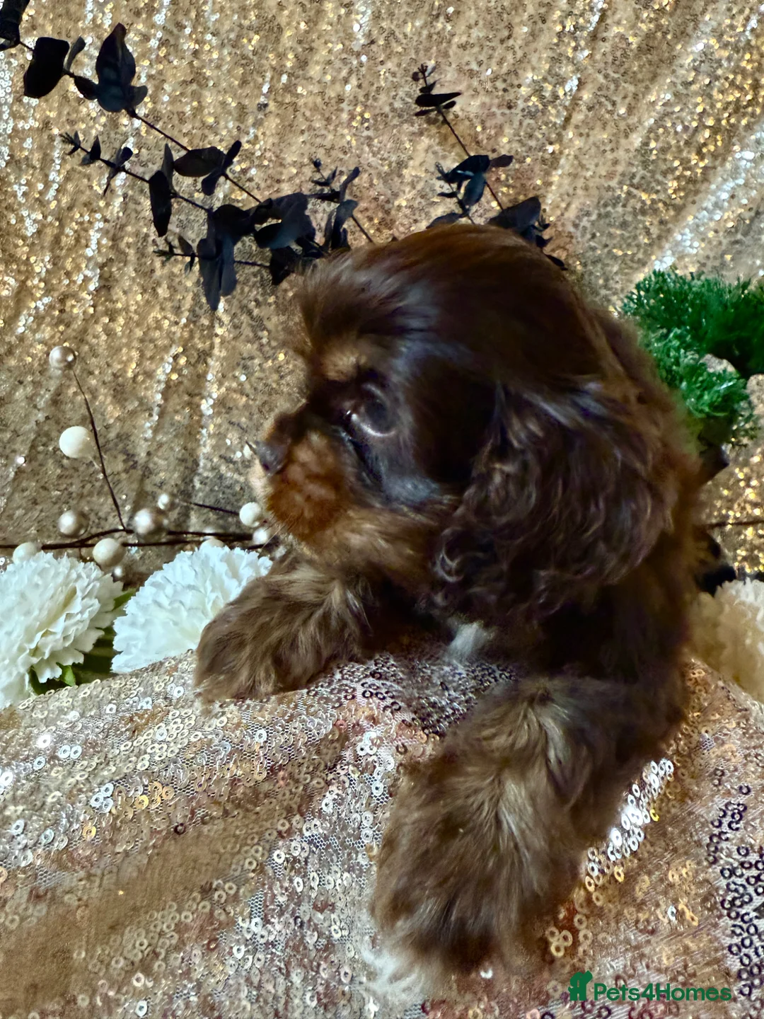 American Cocker Spaniel dogs for sale: KC reg. pure American Cocker Spaniel puppies  - Advert 1
