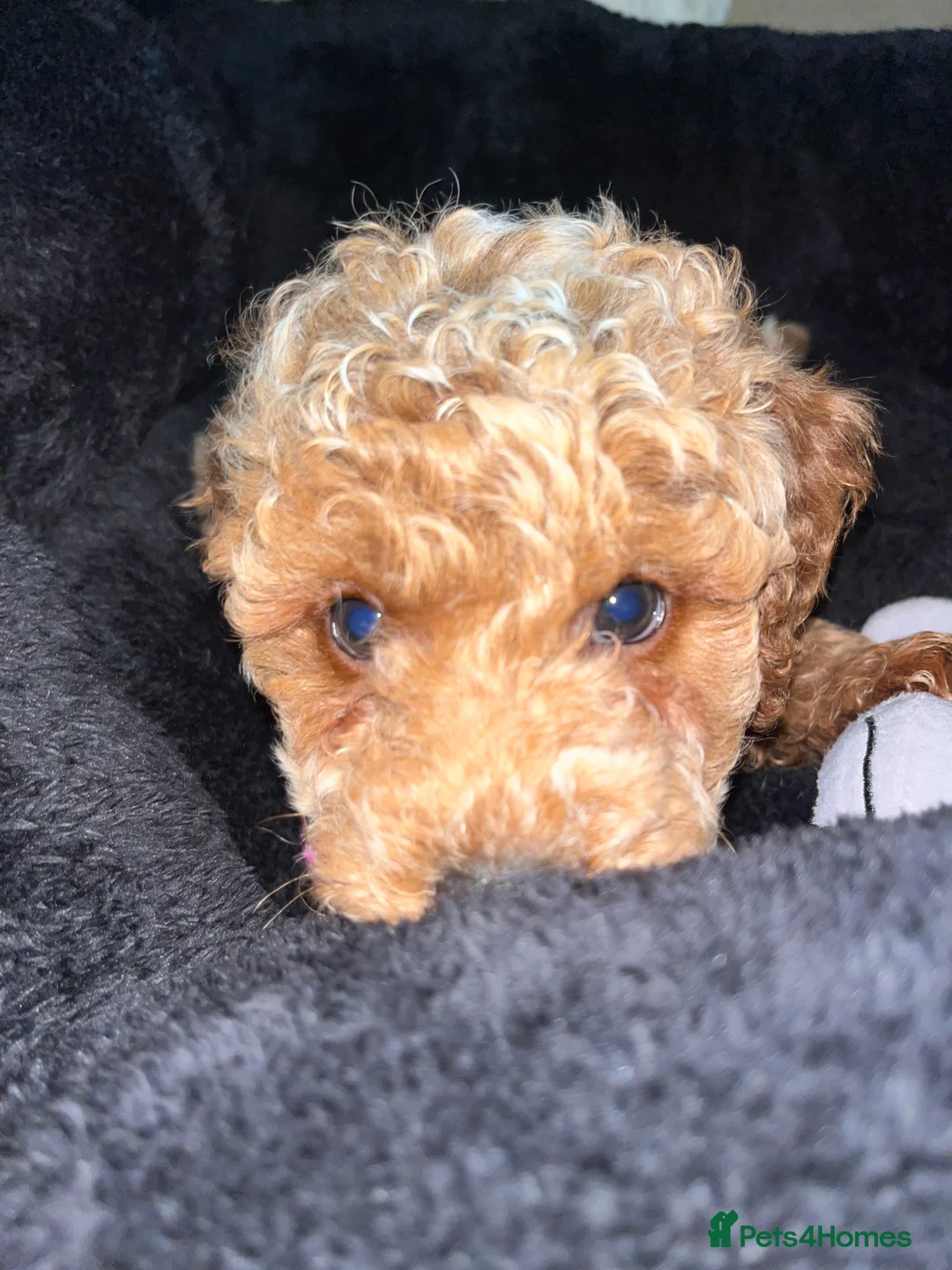 Cavapoochon dogs for sale: Beautiful cavapoochon baby’s  - Advert 40