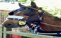 Irish Cob horses for sale: 15hh Cob x 3 year old gelding for sale - Image 1