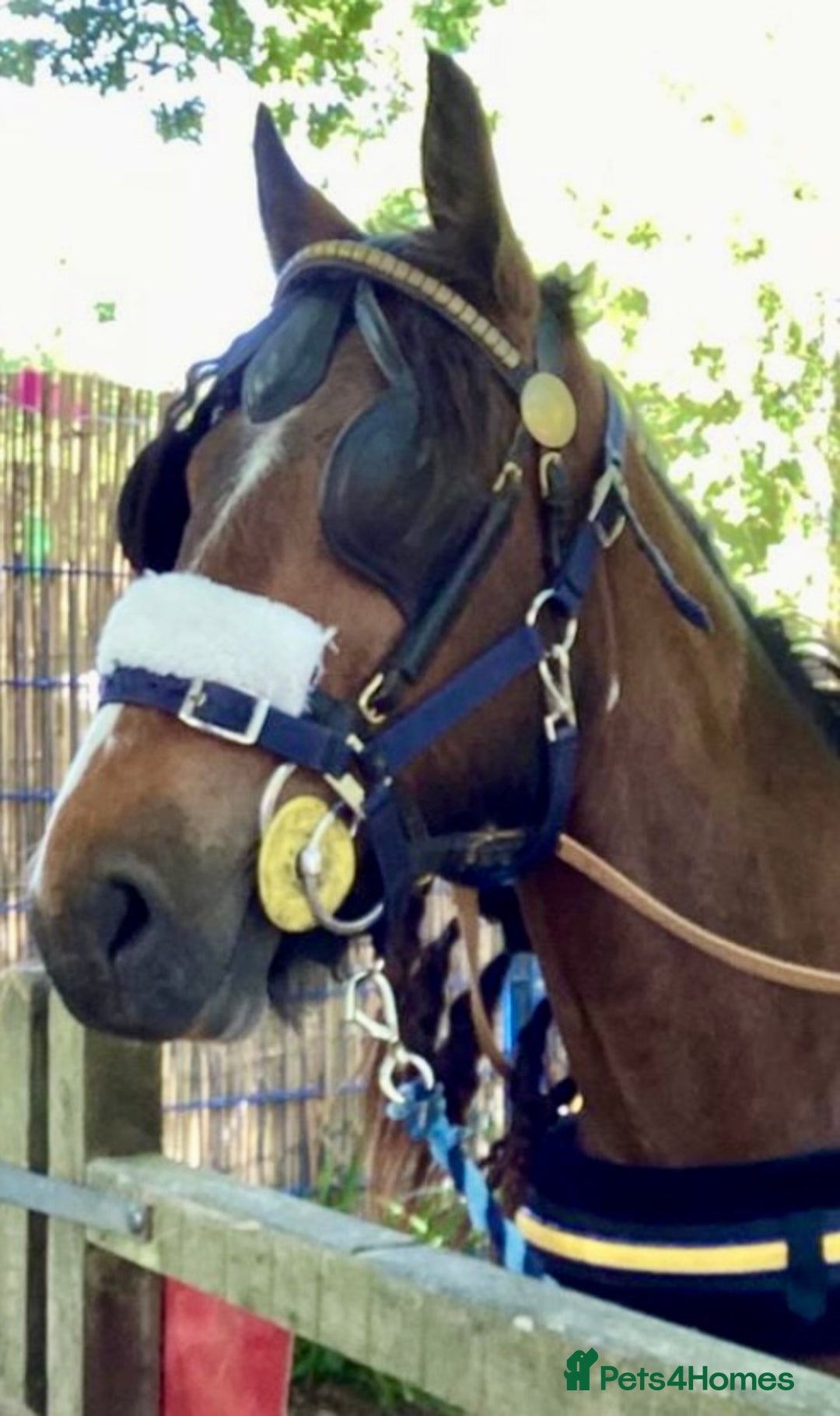 Irish Cob horses for sale: 15hh Cob x 3 year old gelding for sale - Image 1