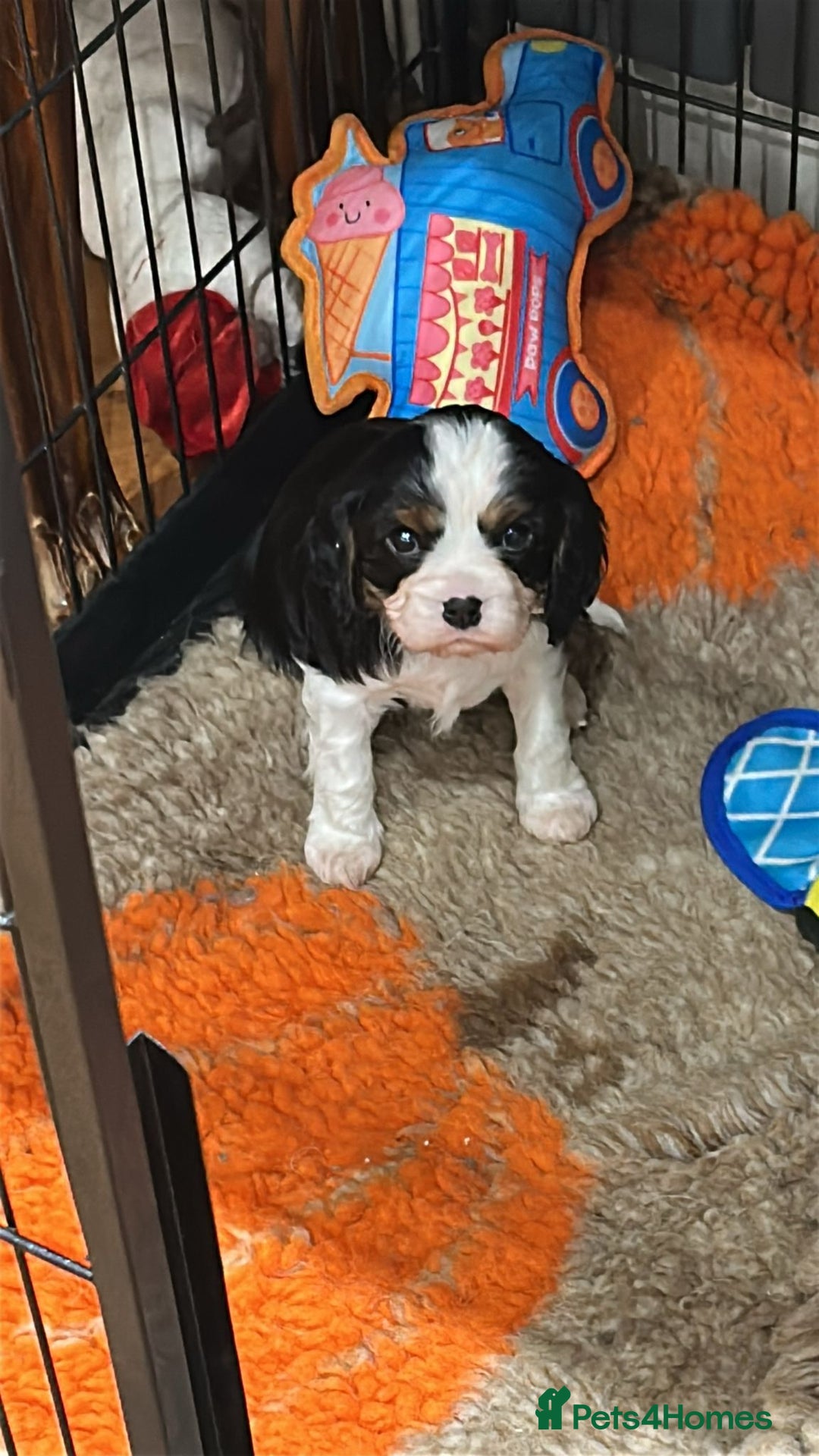 Cavalier King Charles Spaniel dogs for sale: Tricolour girl health tested  - Advert 1