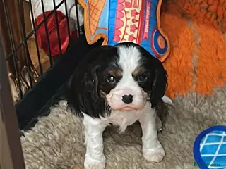 Cavalier King Charles Spaniel dogs Tricolour girl health tested - Advert 5