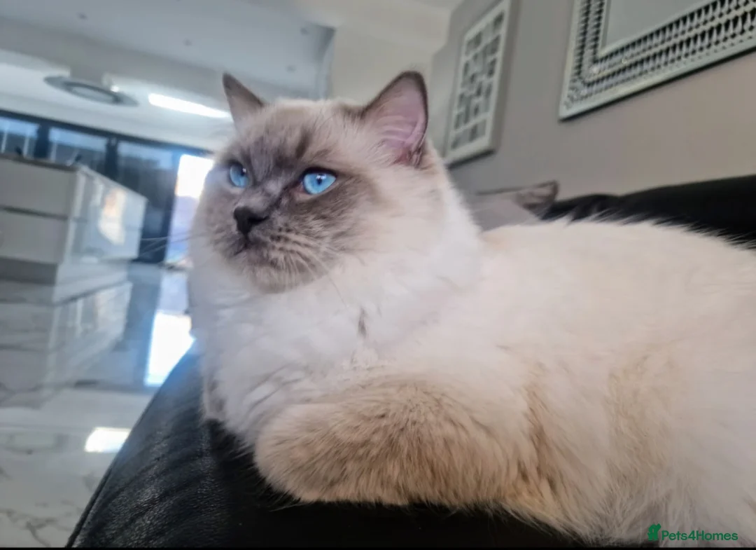 Ragdoll cats for stud: Blue Point Champion Line GCCF Registered Stud in Maidstone - Advert 3