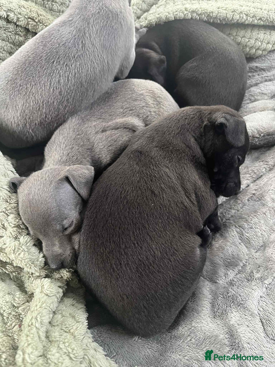 Mixed Breed dogs for sale: Woorier WhippetXTerrier  - Advert 4