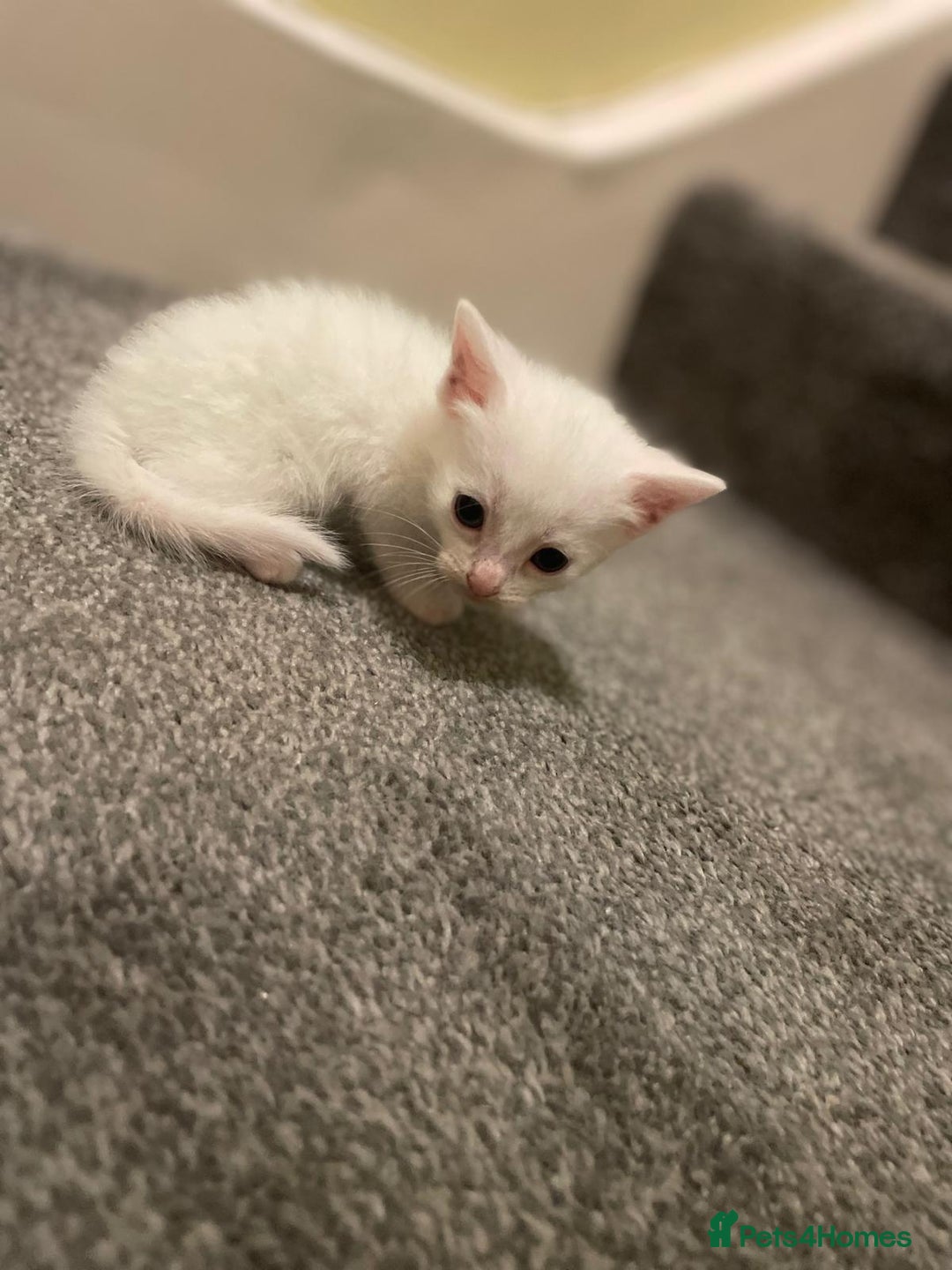 Maine Coon cats for sale: Lovely kitten's needing homes - Image 4