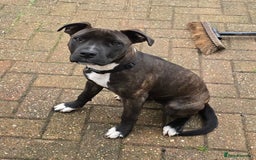 Mixed Breed dogs for sale: Staff x American Mastiff - Image 2