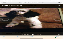 Toy Poodle dogs for stud: Parti Toy Poodle KCregistered PRA PRCD NEG proven - Image 7