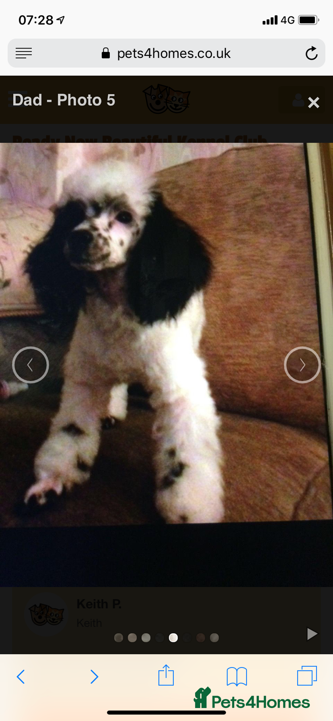 Toy Poodle dogs for stud: Parti Toy Poodle KCregistered PRA PRCD NEG proven - Image 7