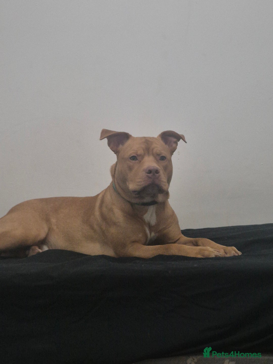 American Bulldog dogs for stud: JUST OVER 1 YEAR OLD MALE, AMEICAN BULLDOG CROSS - Advert 2