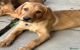 Labrador Retriever dogs for sale: Fantastic litter of fox Red Labrador puppies - Image 7