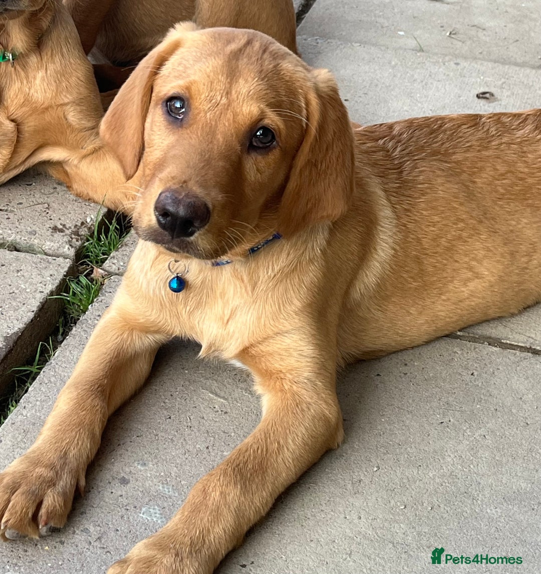 Labrador Retriever dogs for sale: Fantastic litter of fox Red Labrador puppies - Image 7