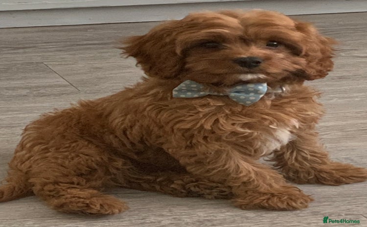 Cavapoo dogs - Advert 3