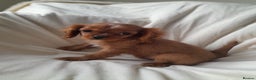 Cavalier King Charles Spaniel dogs for sale: King charles cavalier Pups - Advert 5