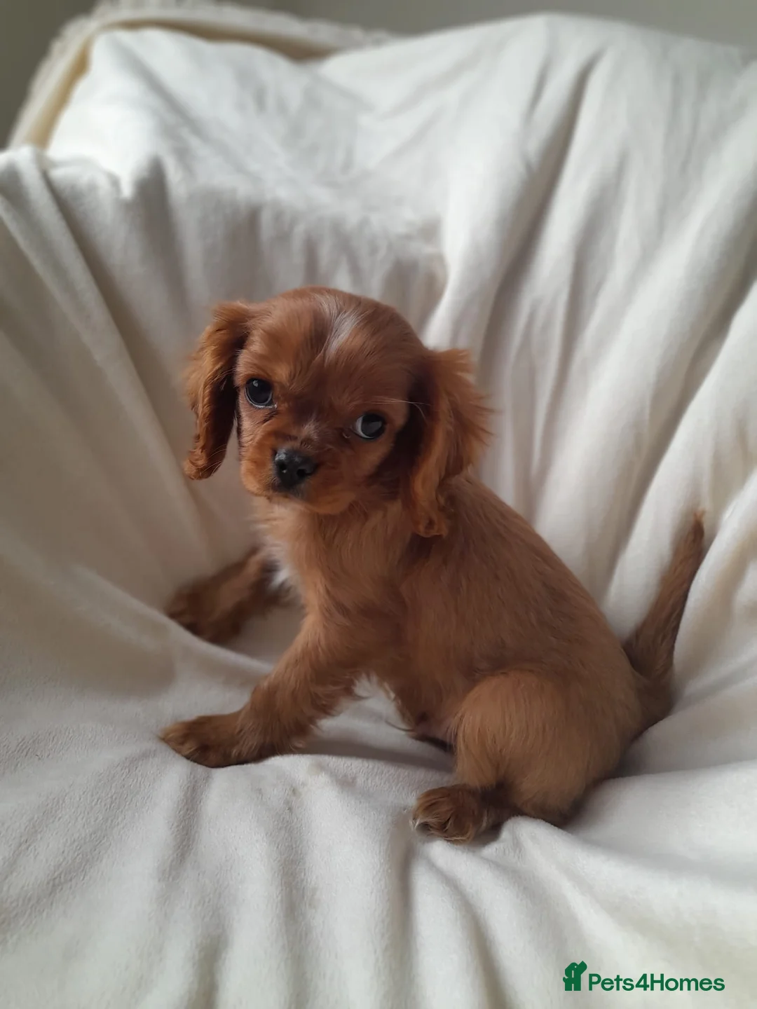 Cavalier King Charles Spaniel dogs for sale: King charles cavalier Pups - Advert 6