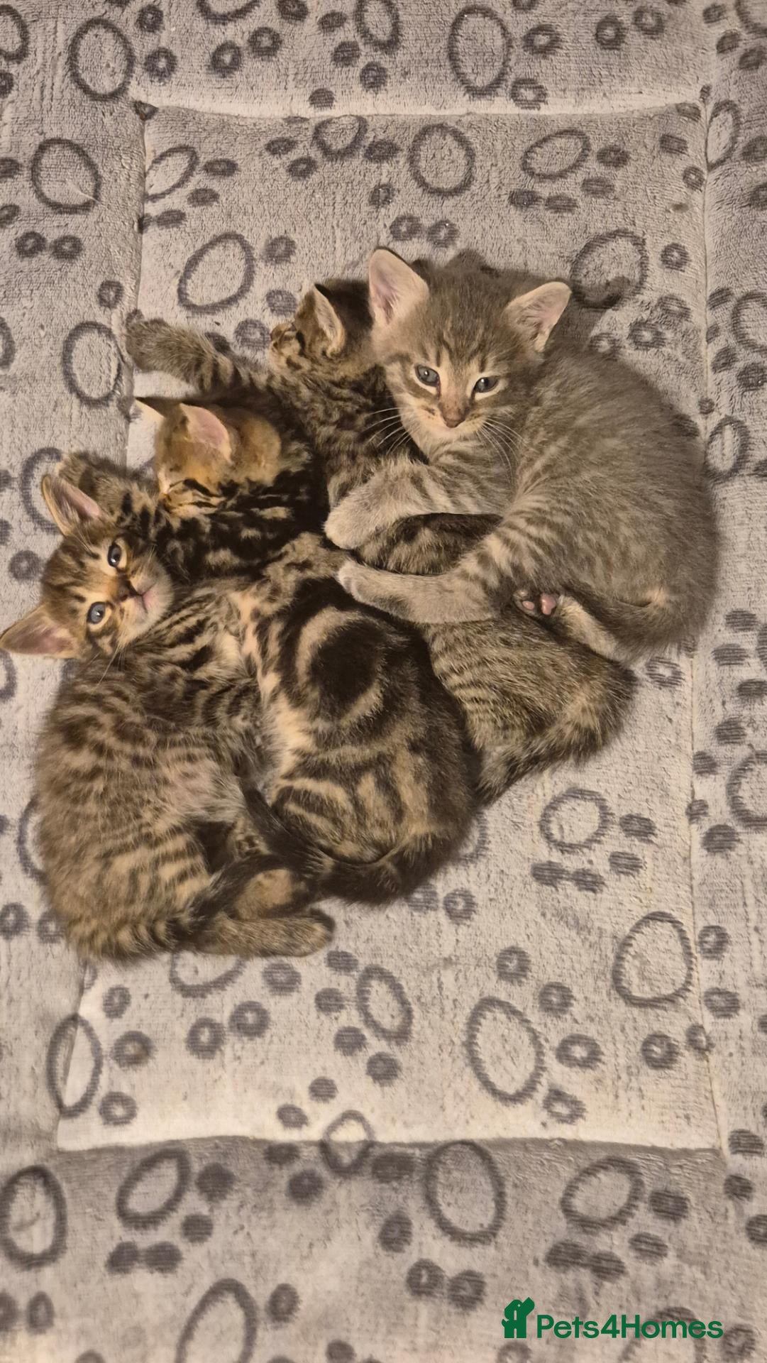 Mixed Breed cats Four playful kittens for sale - Advert 2