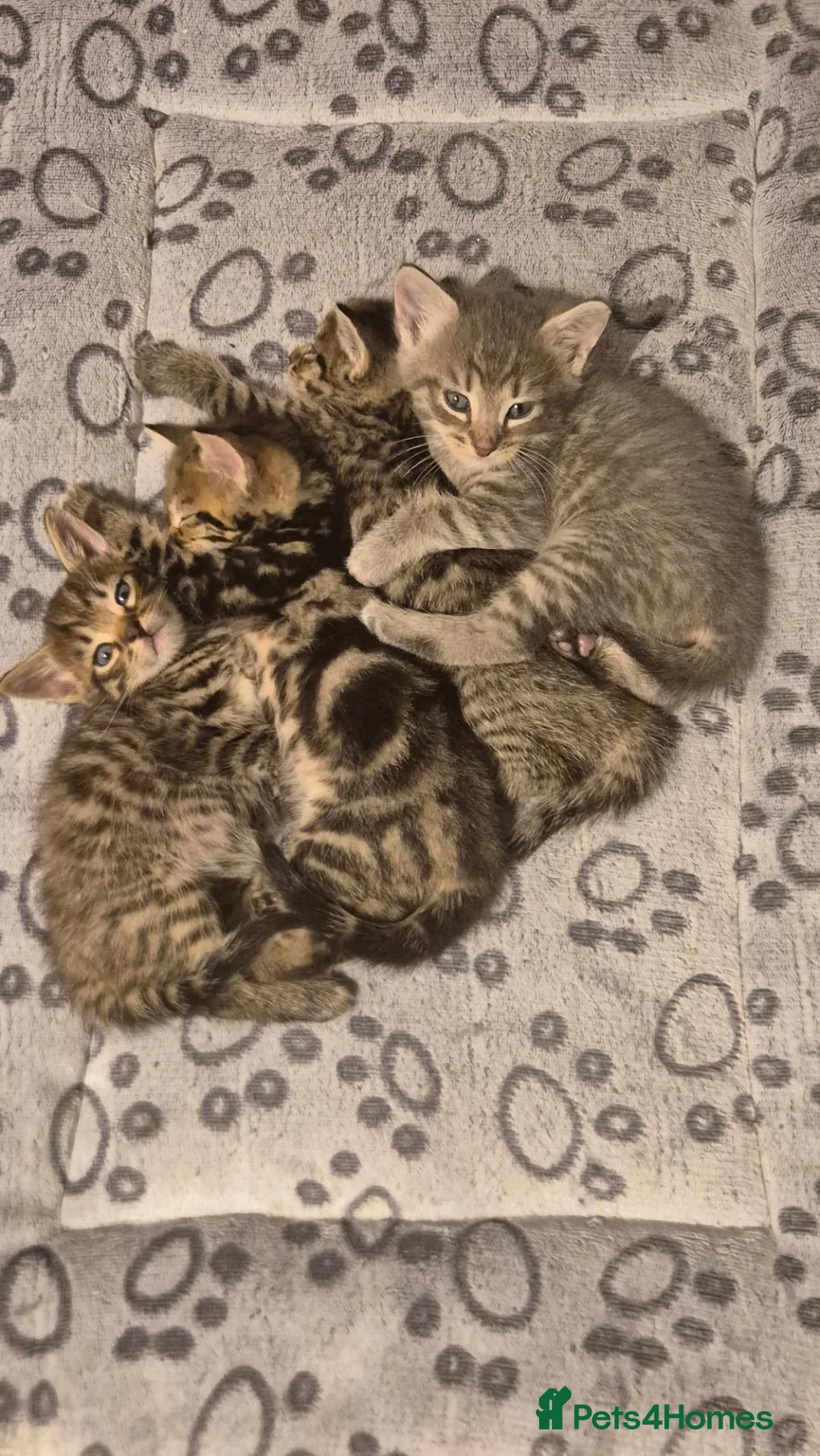 Mixed Breed cats for sale: Four playful kittens for sale - Advert 1