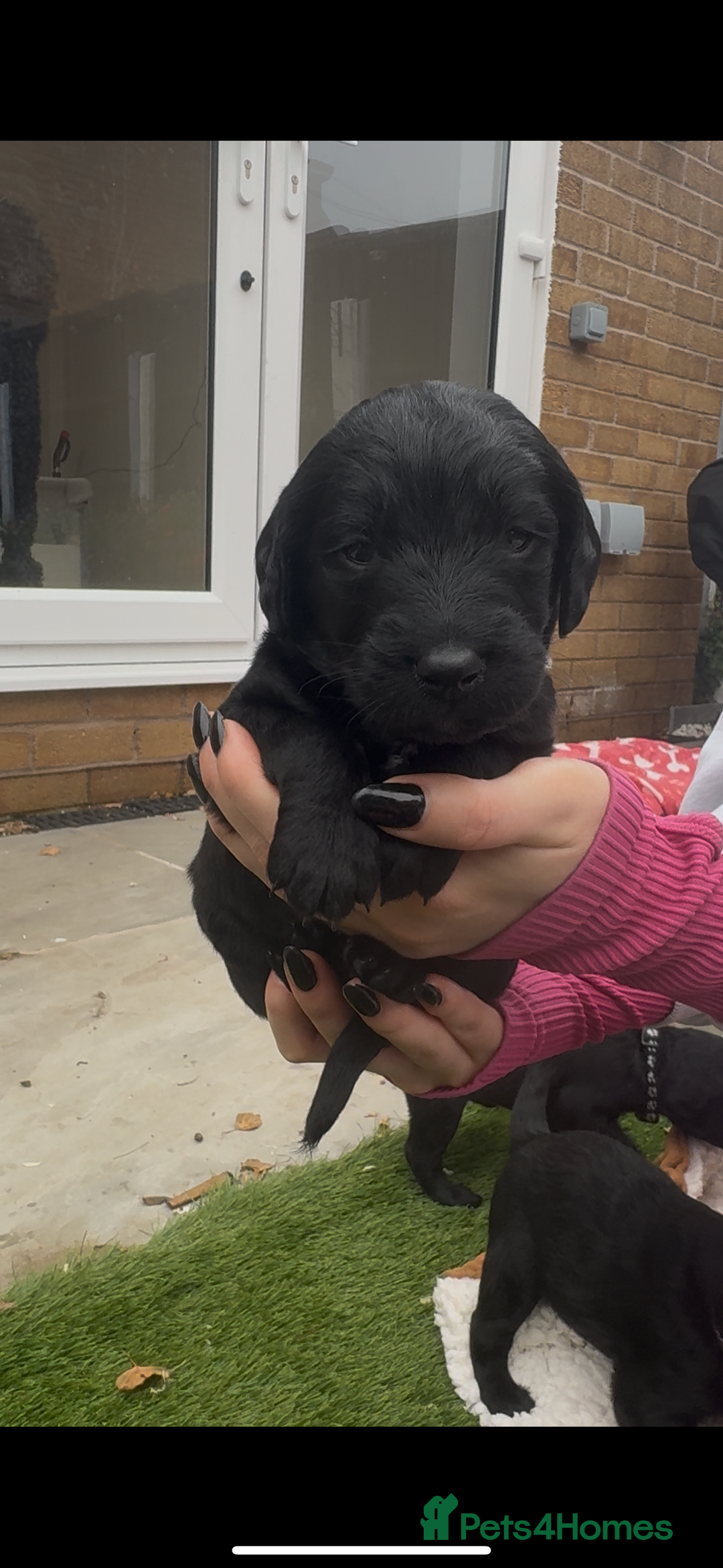 Labradoodle dogs for sale: Labradoodles  - Image 5