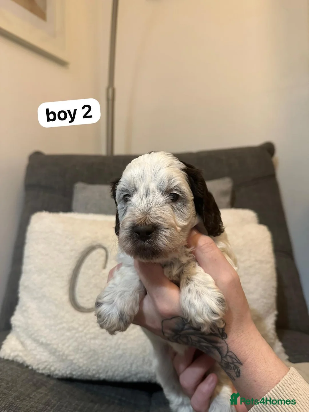 Cockapoo dogs for sale: F1 cockapoos  - Advert 5