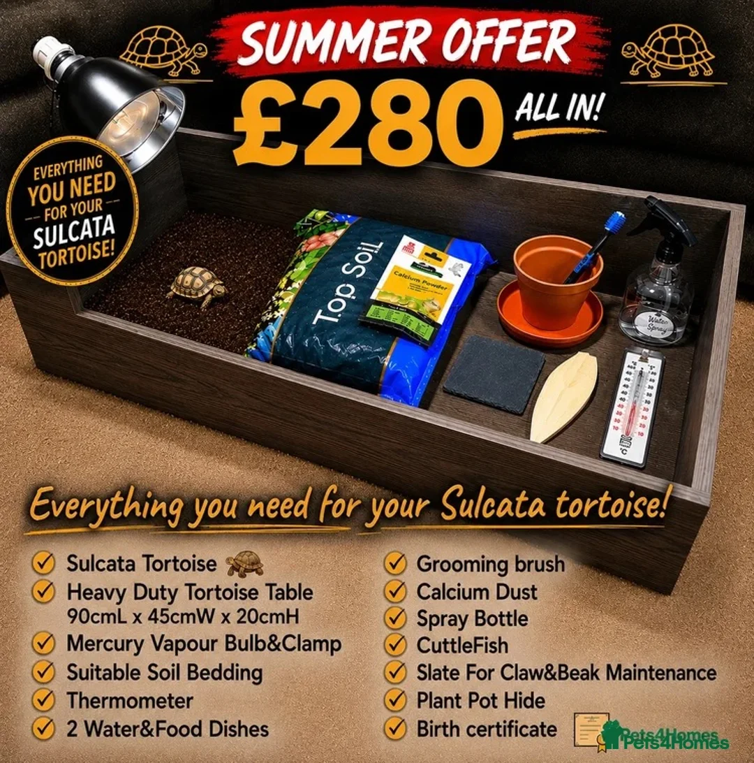 Tortoise reptiles for sale: BABY SULCATAS & SET UPS! - Advert 2