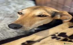 Mixed Breed dogs for adoption: Cahil , a sweet Cypriot girl  - Image 5