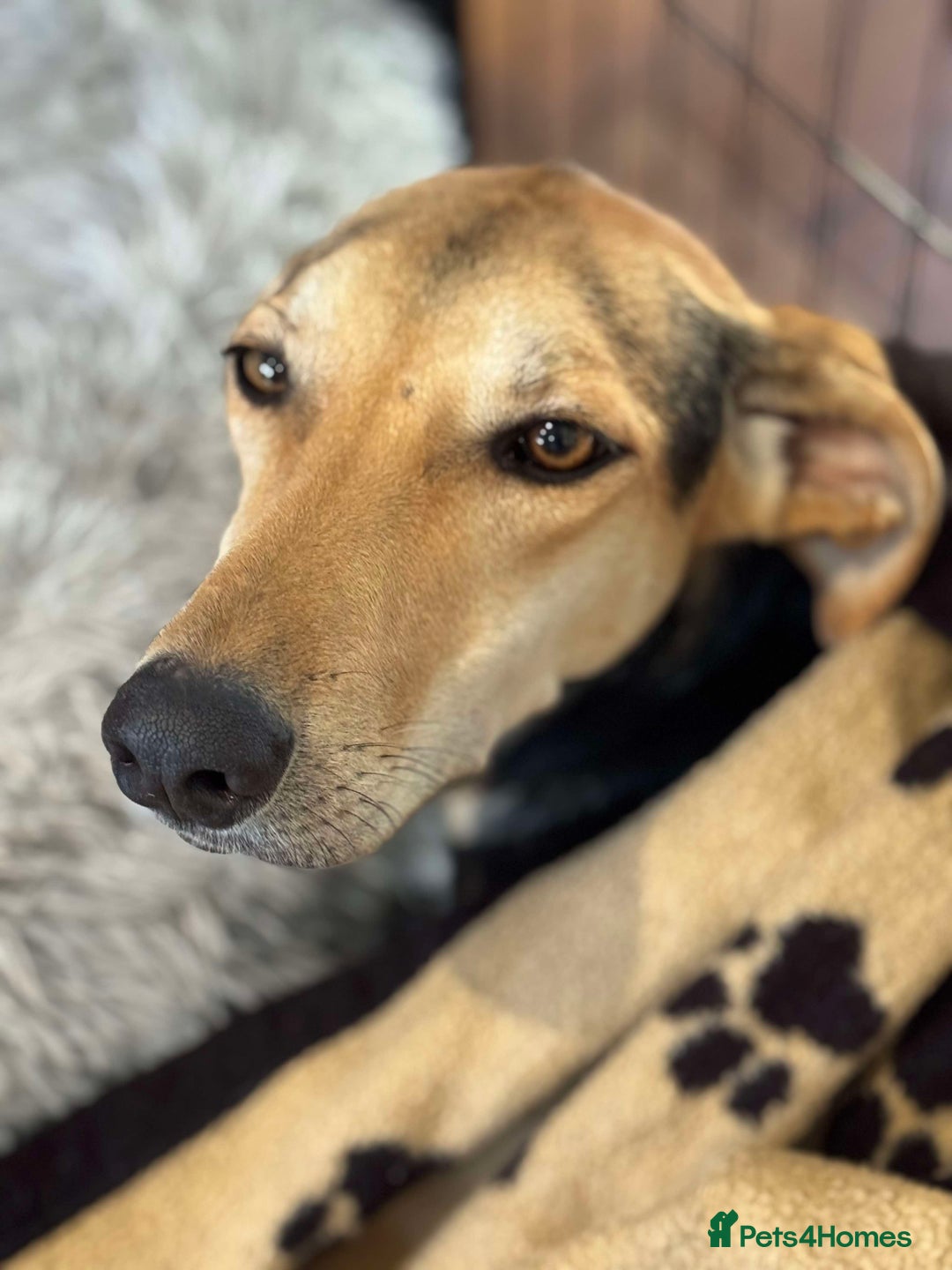 Mixed Breed dogs for adoption: Cahil , a sweet Cypriot girl  - Image 5