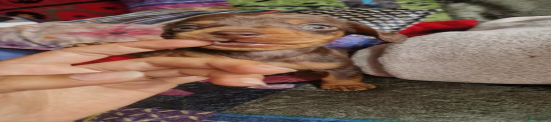 Miniature Dachshund Puppy 2