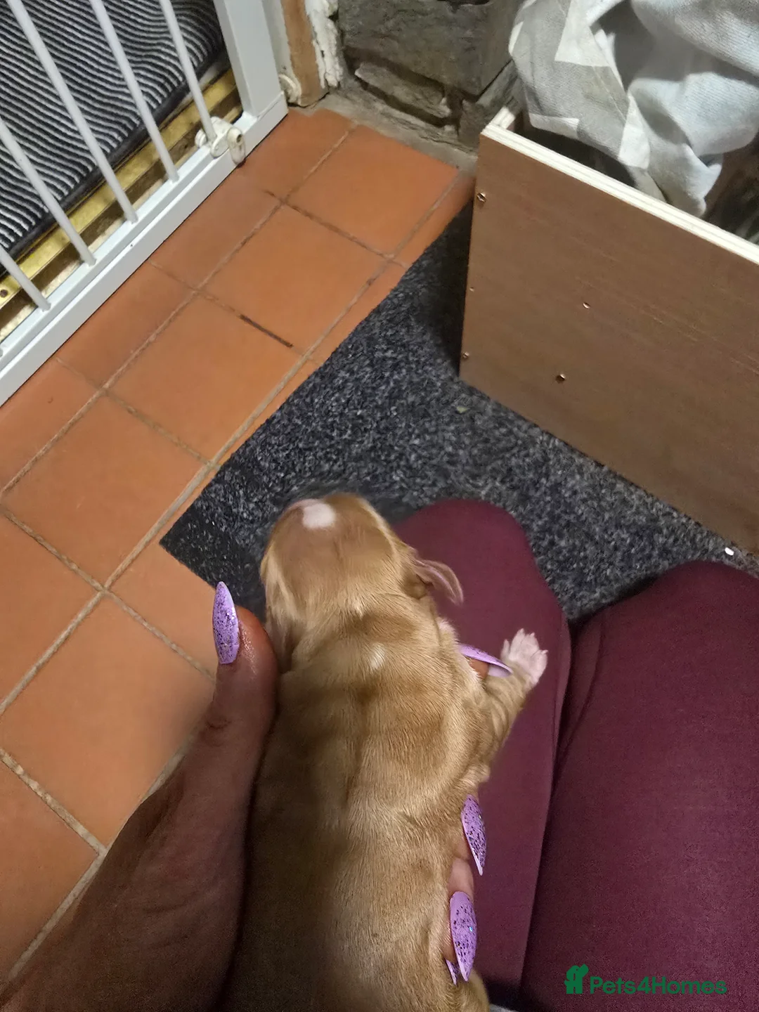 Cocker Spaniel dogs for sale: Cocker spaniel puppy  - Advert 5