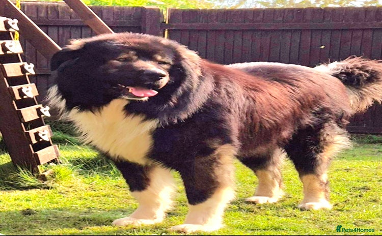 Caucasian Shepherd Dog dogs - Advert 2