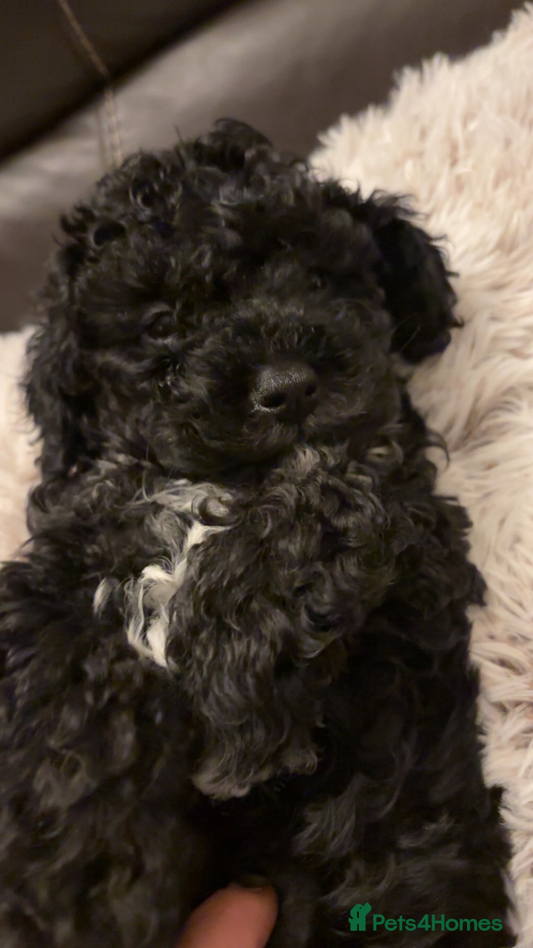 Cavapoo dogs for sale:  Cavapoo puppies  - Advert 15