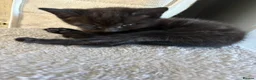 Domestic Shorthair cats for sale: Kittens  - Advert 6